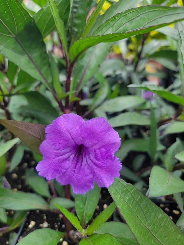 Ruellia Brittoniana ‘Mexican Petunia’