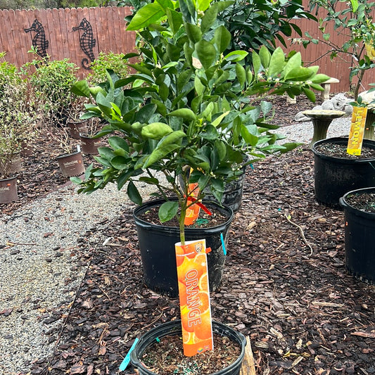 Orange tree, Red Navel