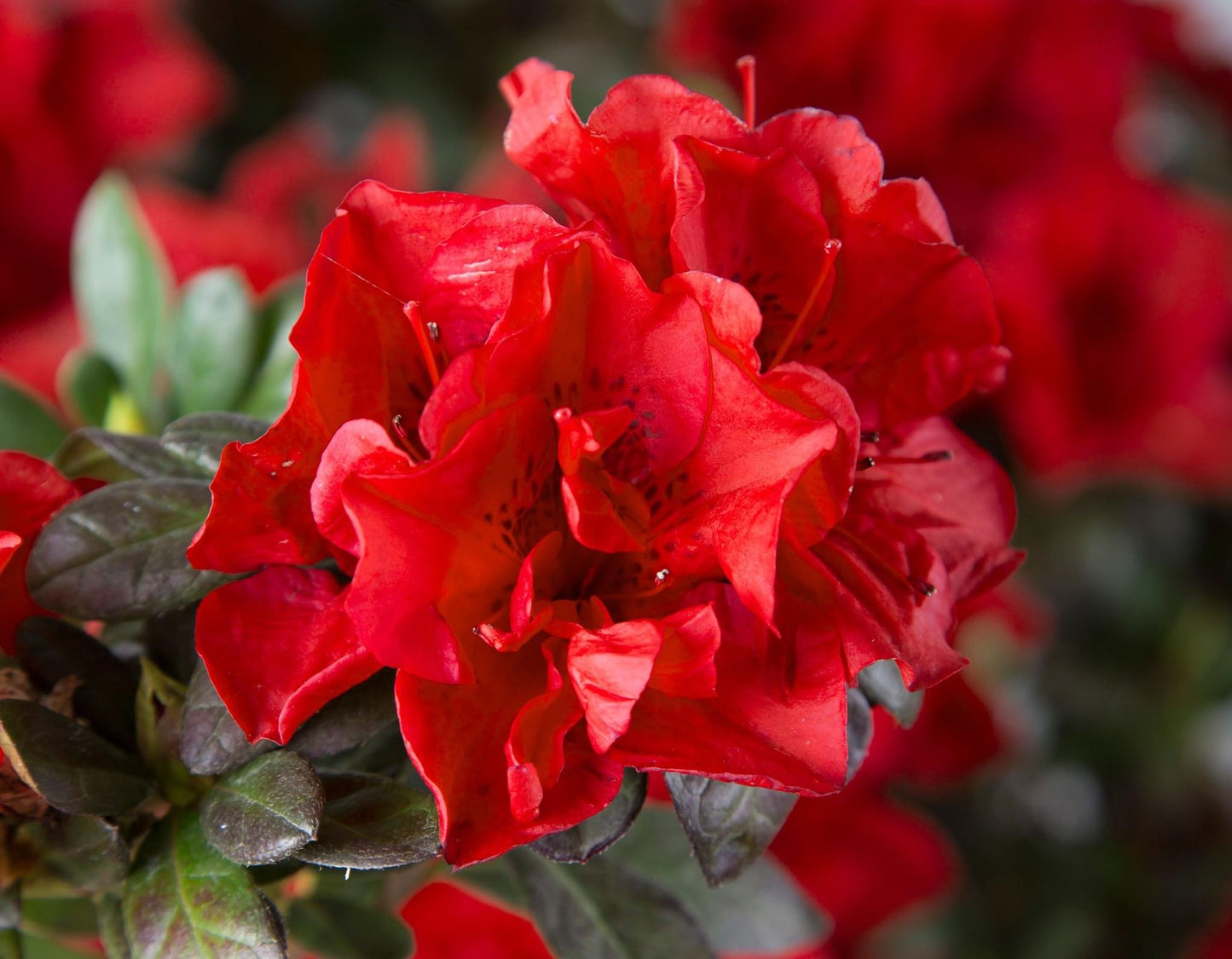 Encore Azalea ‘Fire’