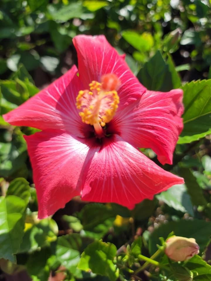 Tropical Hibiscus ‘rosa-sinensis’