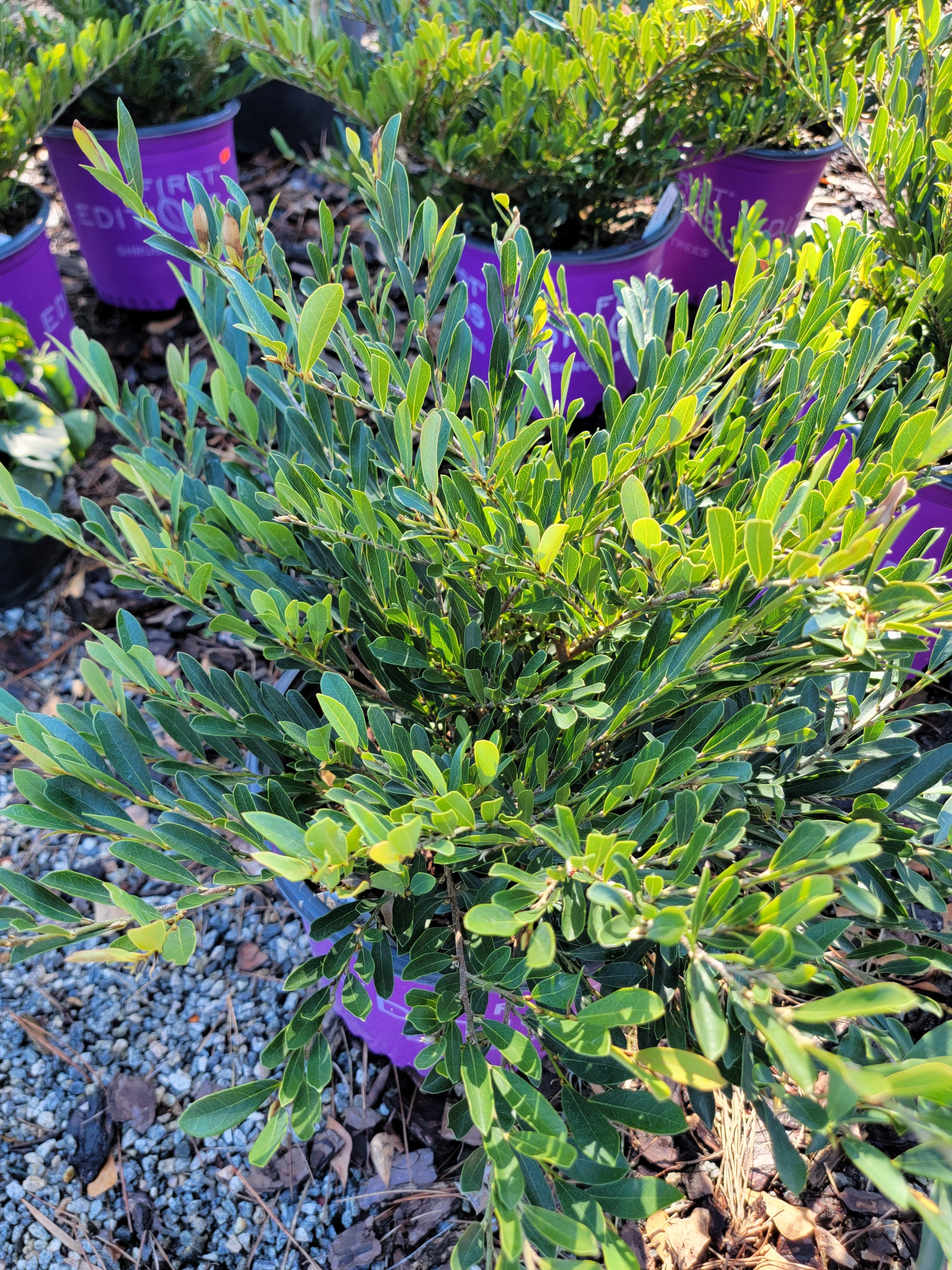 cinnamon girl plant Distylium ‘Cinnamon Girl’