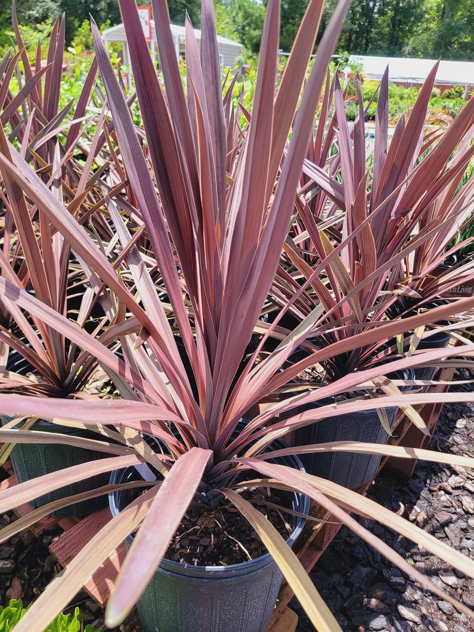 Red Star Cordyline – Pooler Plant Pick-Up Station