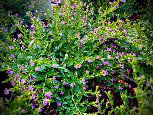 Mexican Heather