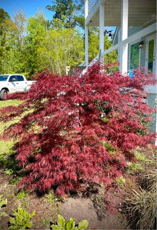 Japanese Maple ‘Weeping’