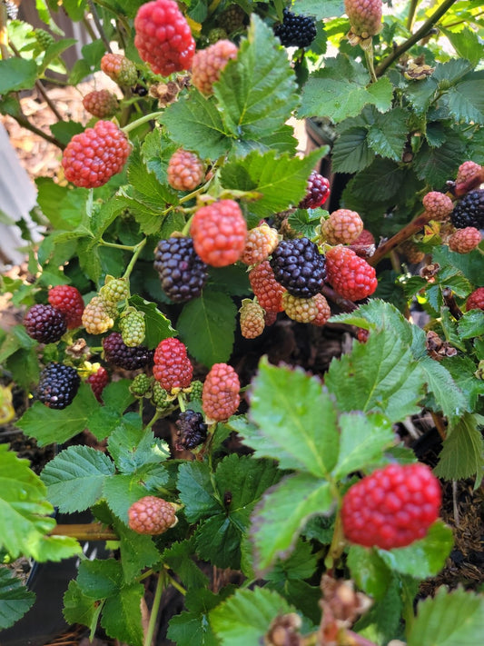 Blackberry ’Prime’