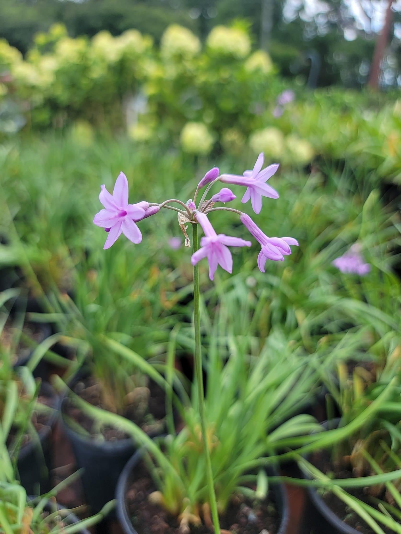 Society Garlic Pooler Plant Pick Up Station society-garlic-pooler-plant-pick-up-station
