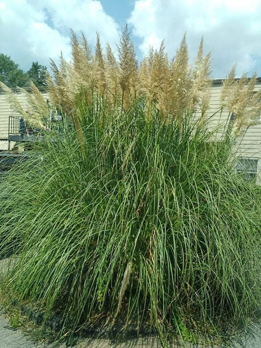 Pampas Grass