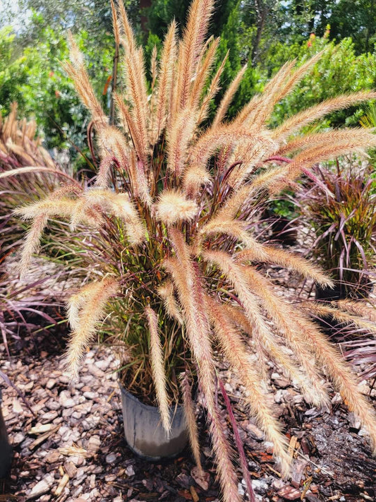 Fountain grass