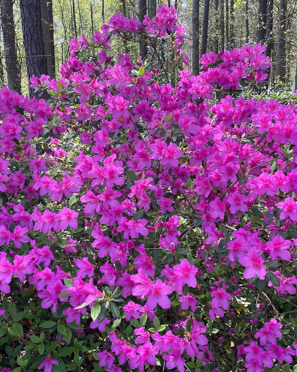 Azalea ‘Lavender Formosa’ – Pooler Plant Pick-Up Station