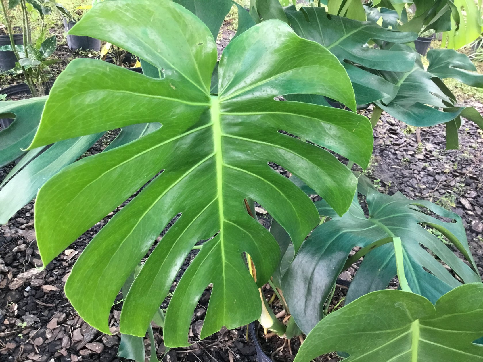 Monstera Deliciosa Pooler Plant PickUp Station