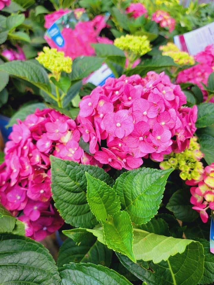 Hydrangea ‘Summer Crush’