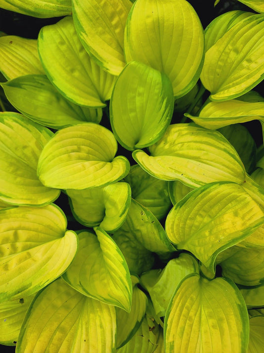 Stained Glass Hosta