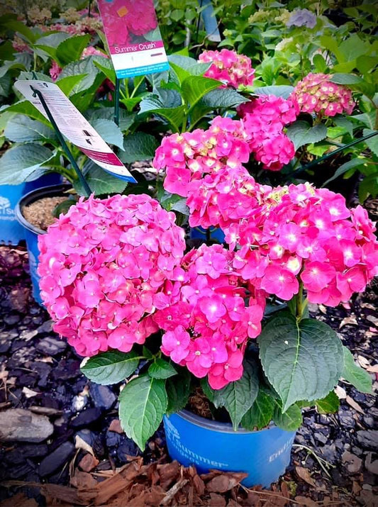 Hydrangea ‘Summer Crush’