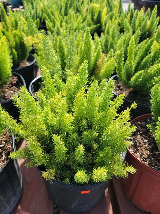 Foxtail fern