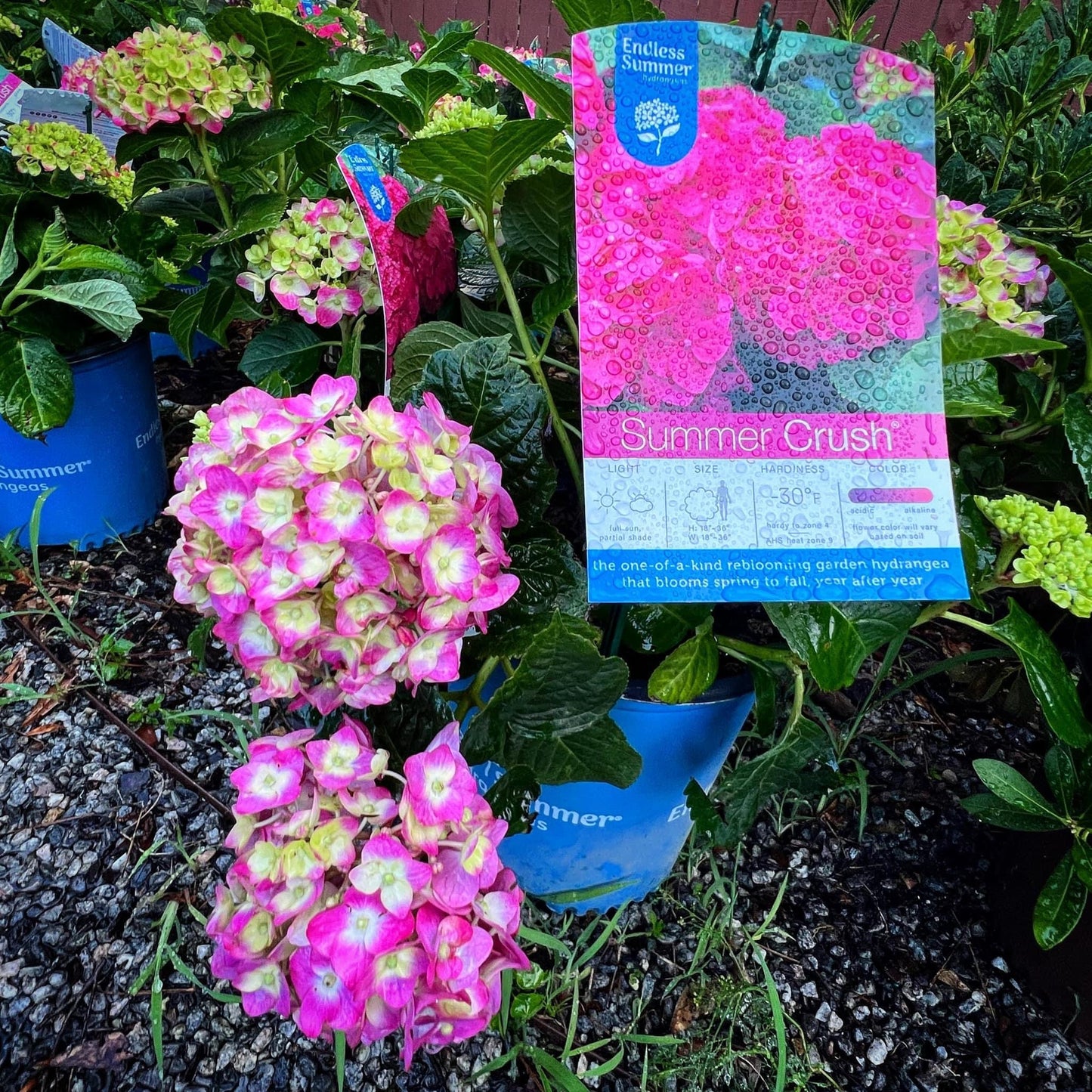 Hydrangea ‘Summer Crush’