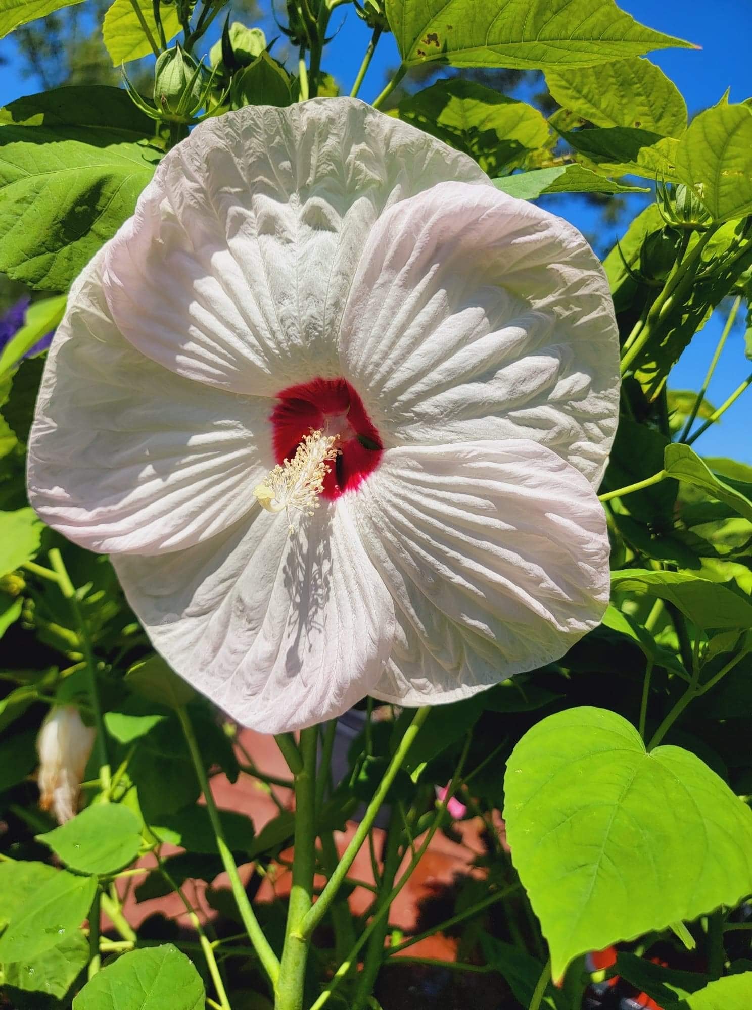 saucer hibiscus plant Hibiscus ‘Perennial’