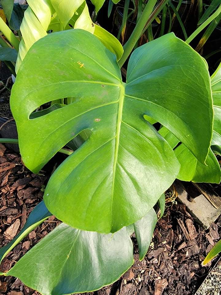 Monstera Deliciosa Pooler Plant PickUp Station