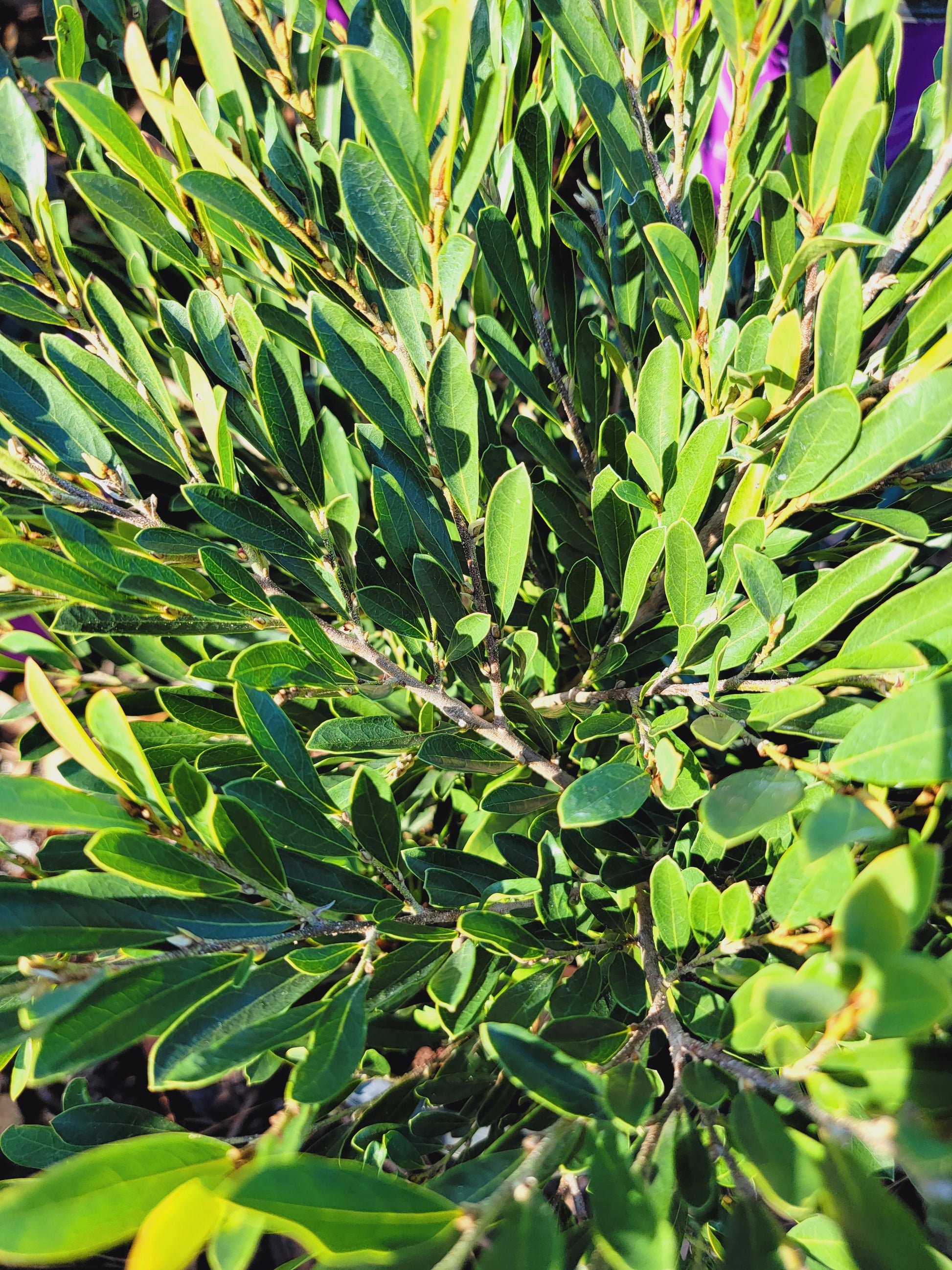 cinnamon girl distylium companion plants Distylium ‘Cinnamon Girl’