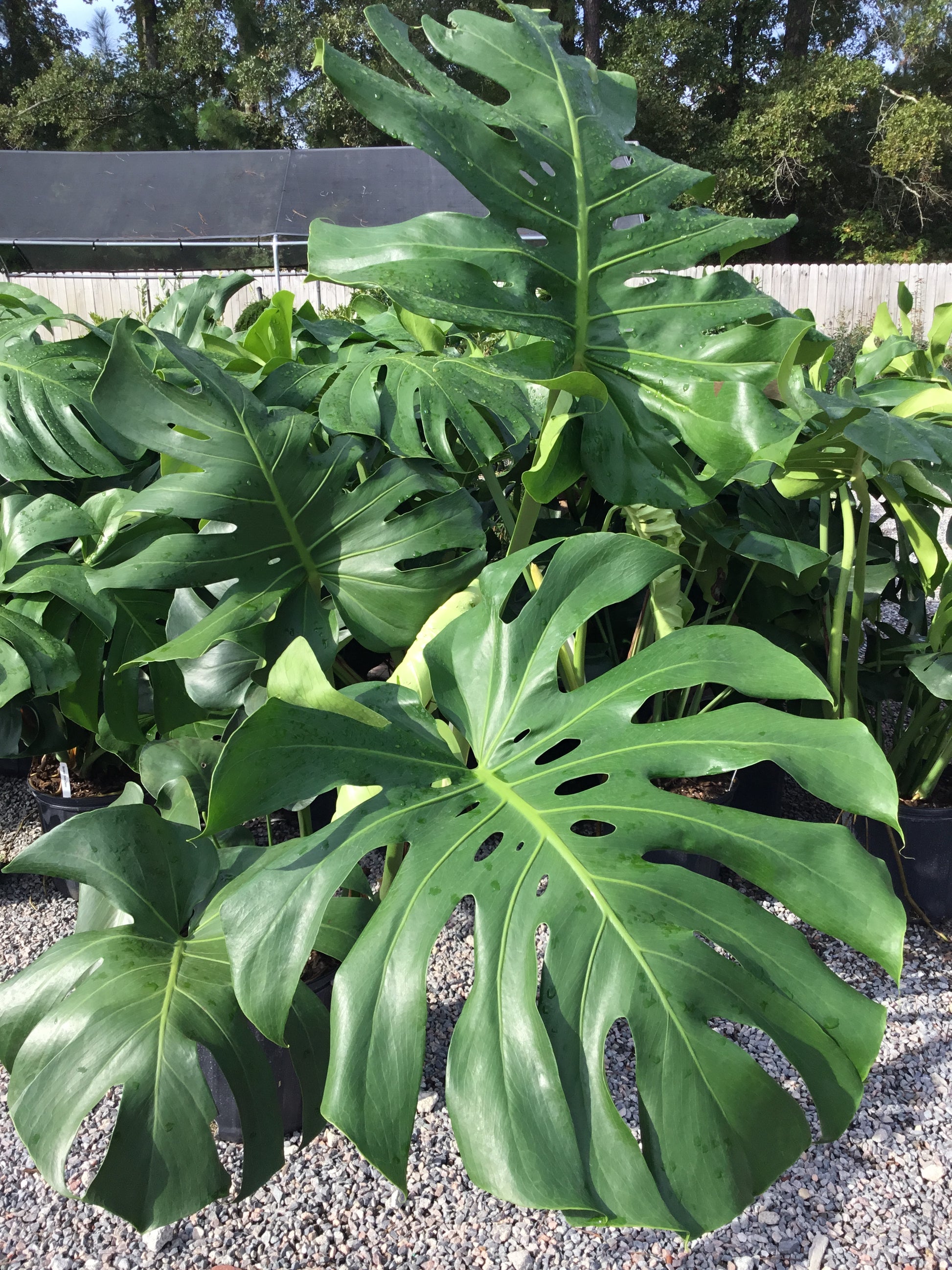 live monstera deliciosa Monstera Deliciosa – Pooler Plant Pick-Up Station