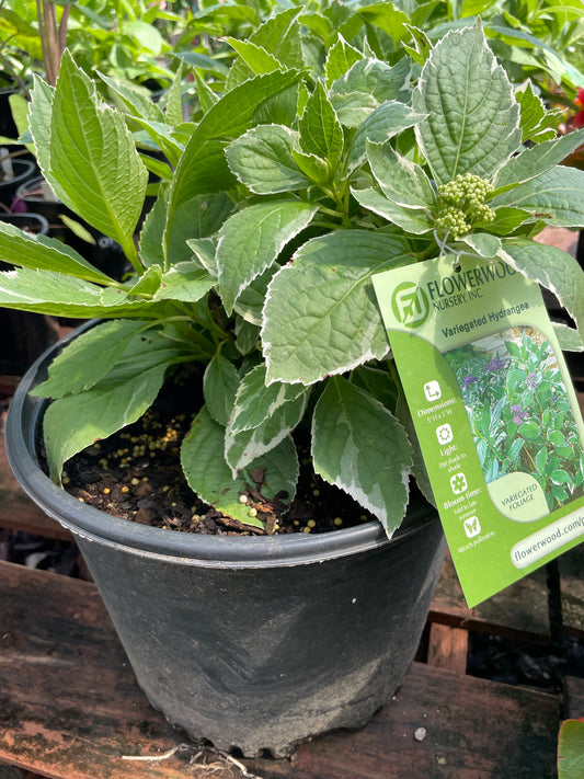 Hydrangea ‘Variegated’