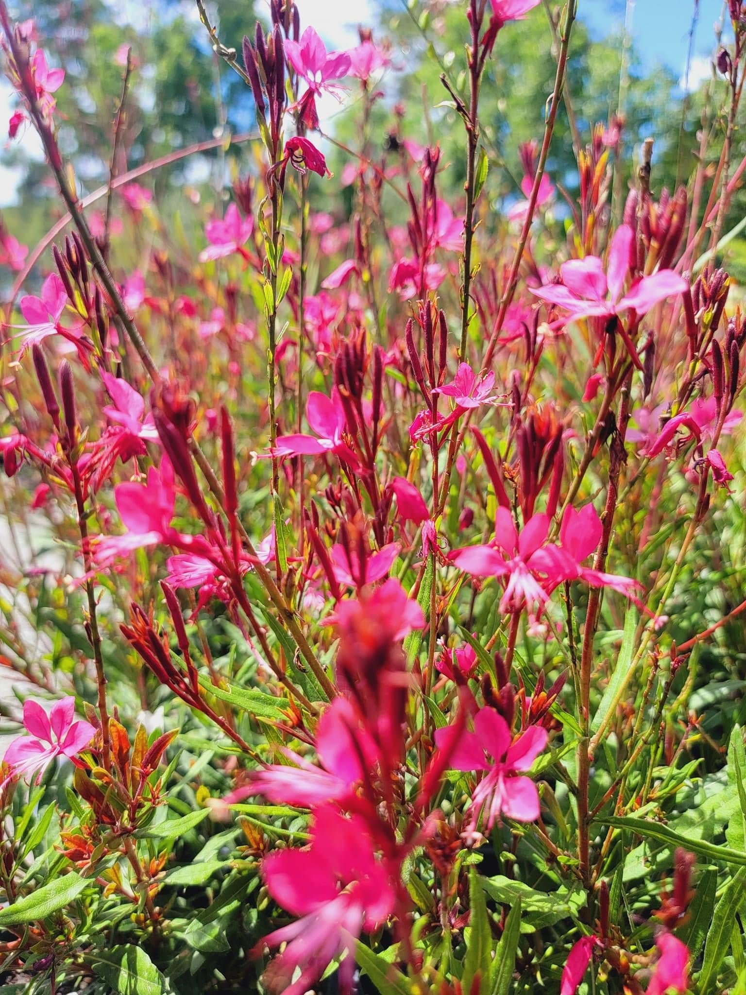 Gaura Lindheimeri Nom Commun Gaura De Lindheimer Caract ristiques CMXH Gaura Lindheimeri Nom Commun Gaura De Lindheimer Caract ristiques CMXH