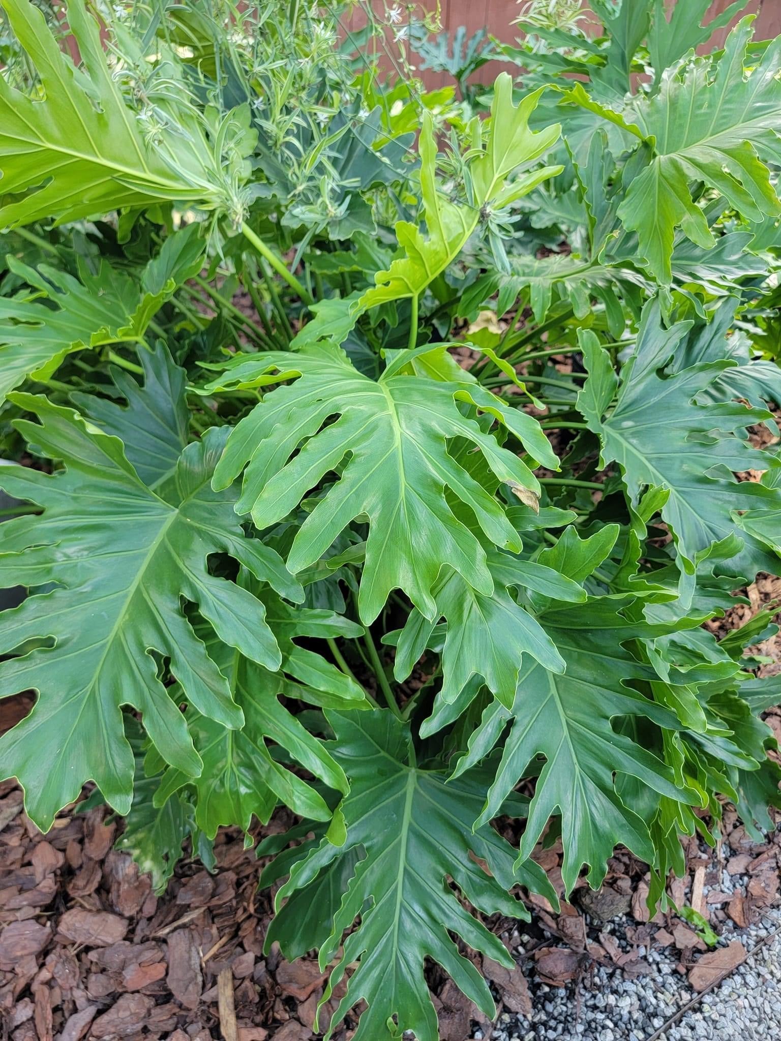 care for split leaf philodendron Philodendron 'Split Leaf' – Pooler Plant Pick-Up Station