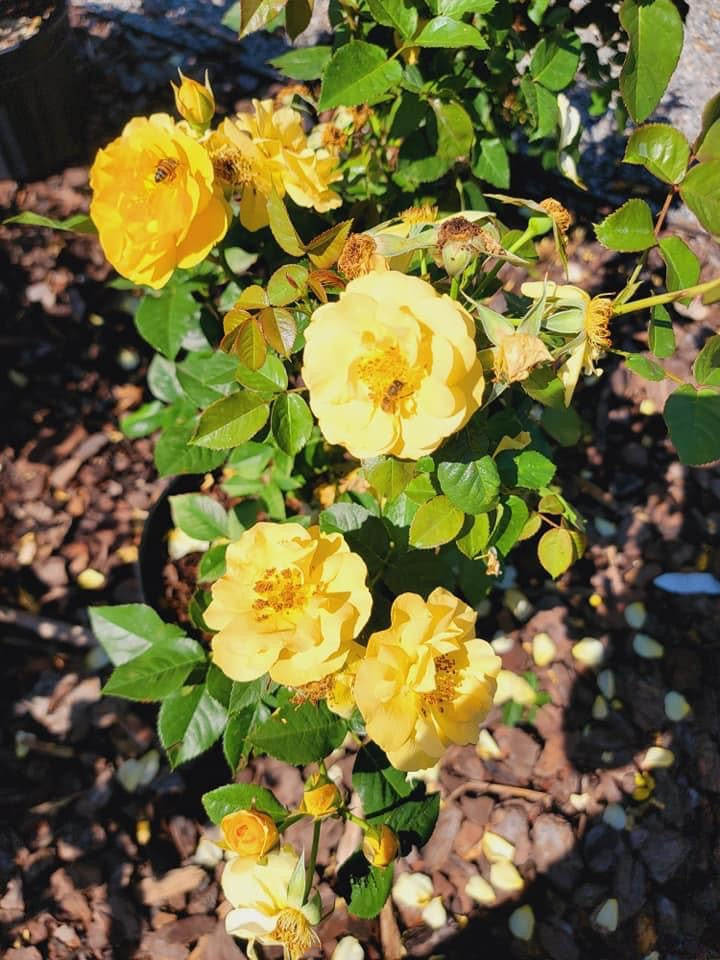 Julia child Rose