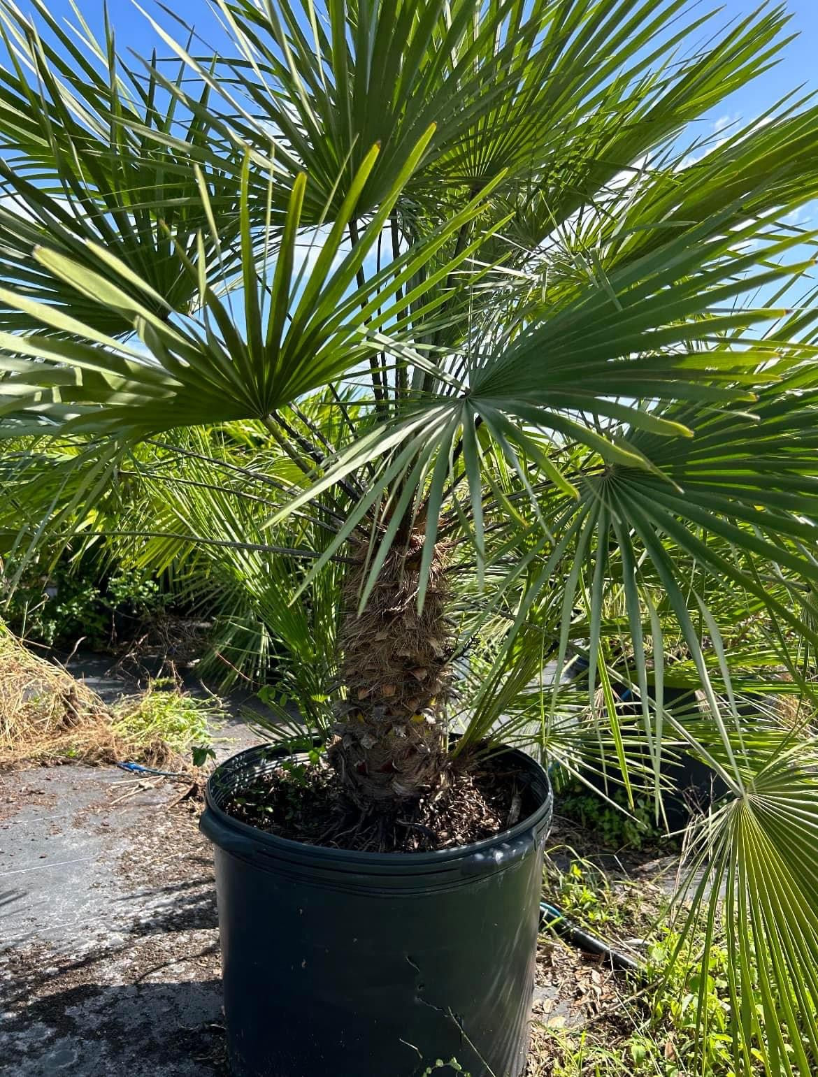 fan palm plant for sale European Fan Palm