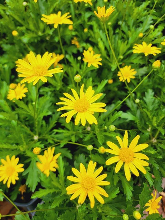 Euryops ‘Bush Daisy’