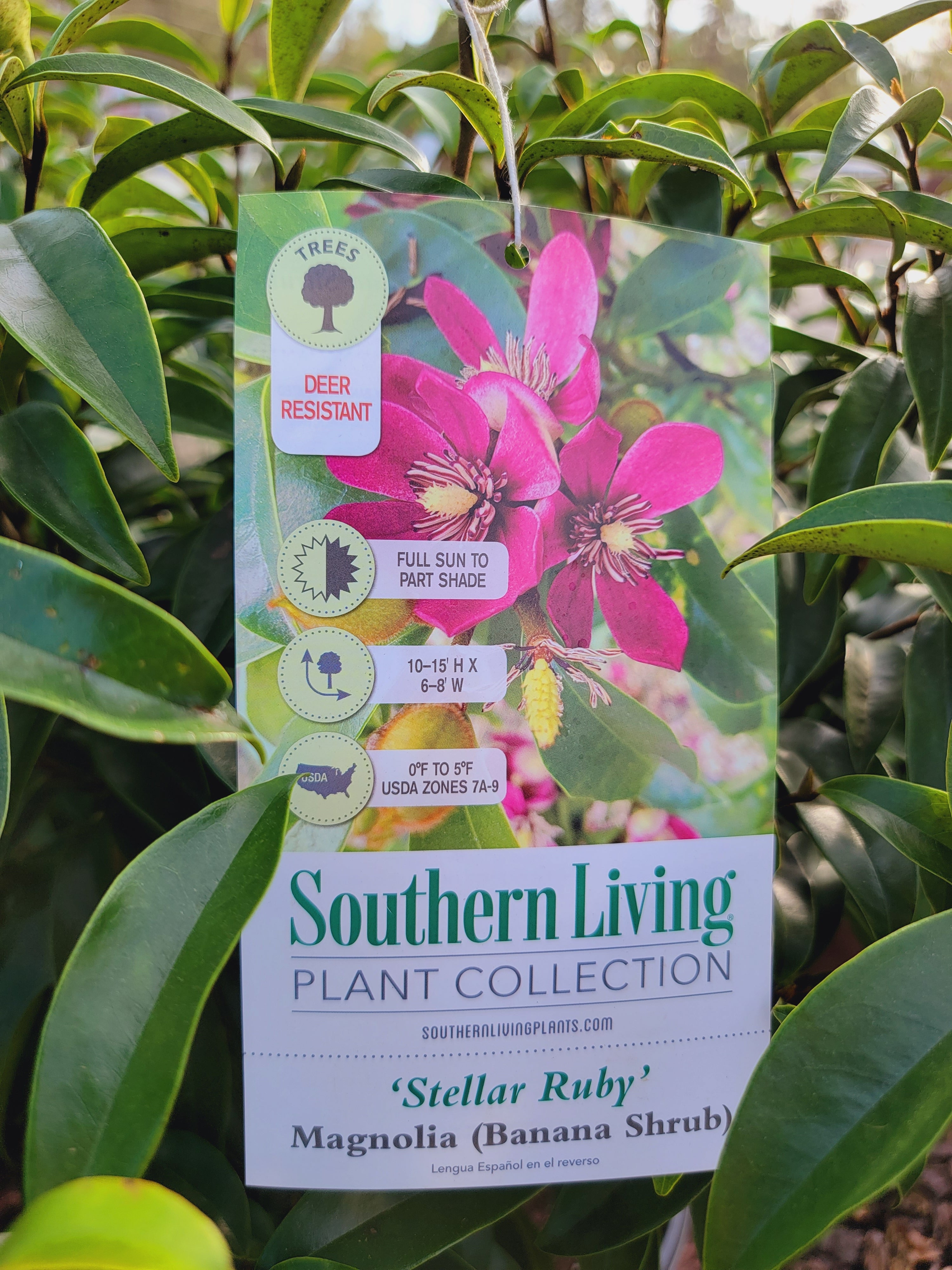 Banana Shrub – Pooler Plant Pick-Up Station