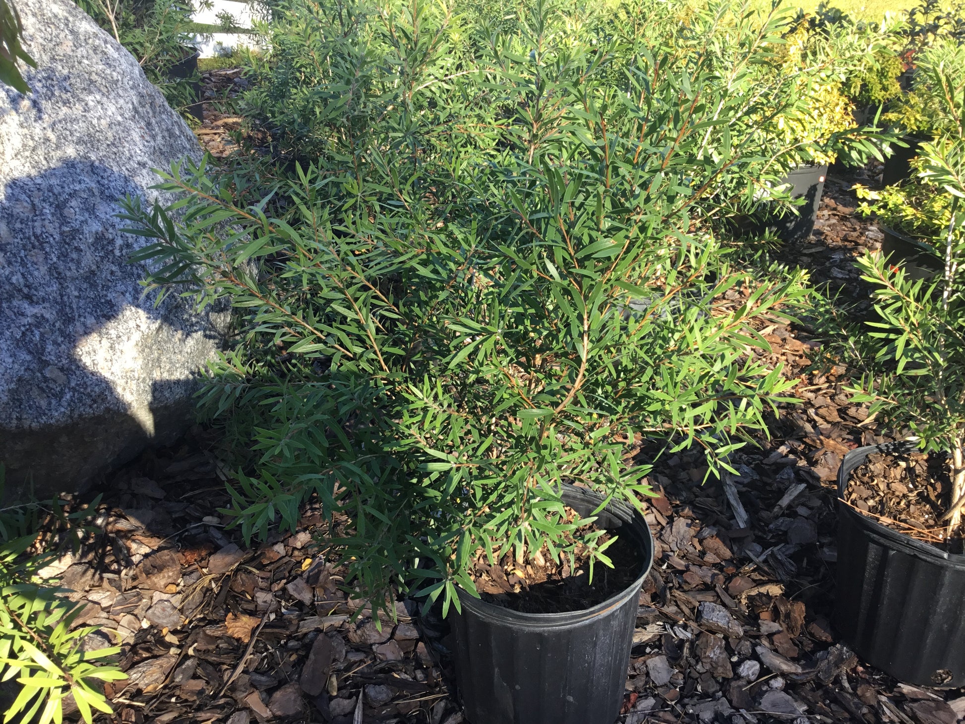 can bottlebrush be planted in a pot Bottlebrush – Pooler Plant Pick-Up Station